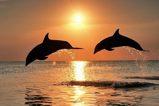 Brijuni Dolphin Cruise