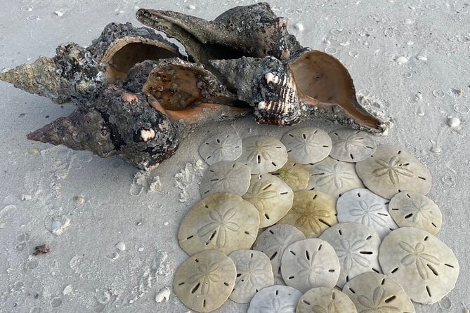 Barrier Island Shelling Tour