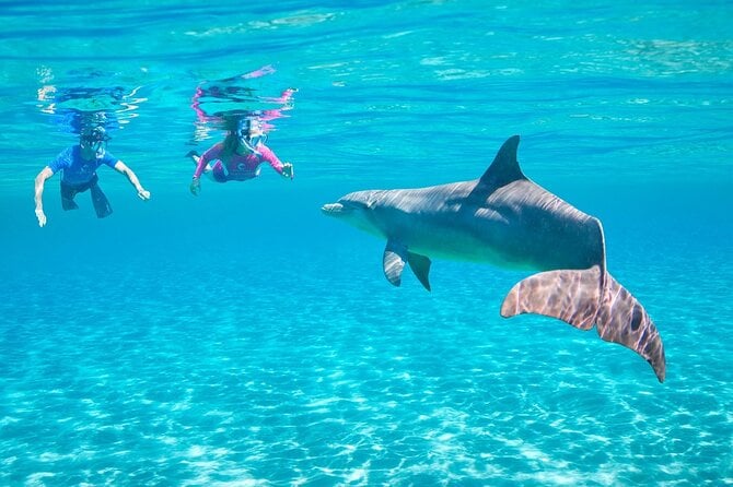 Hurghada Dolphin Snorkeling