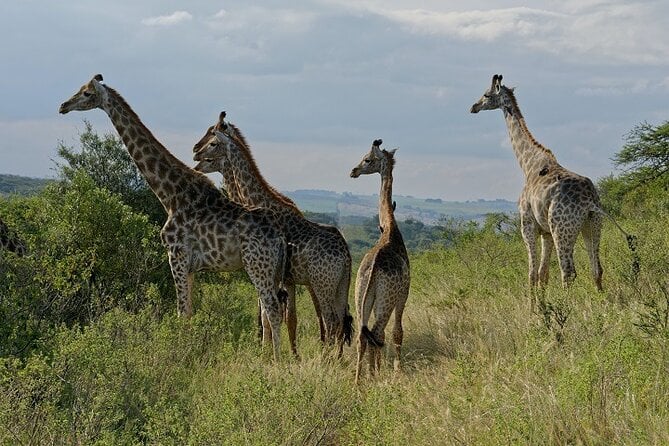 Tala Game Reserve Safari