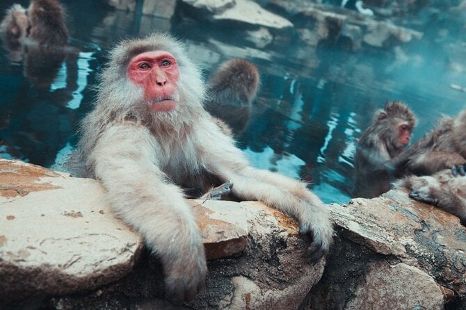 Snow Monkey Park Tour - Nagano