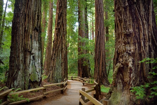 Redwoods & Wine Country Tour