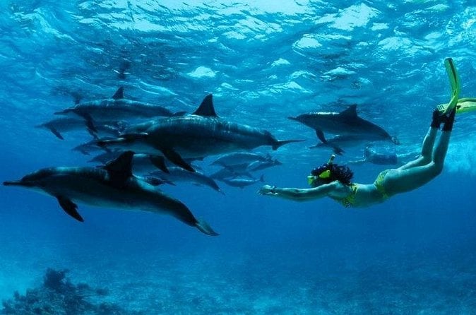 Mnemba Island Snorkeling