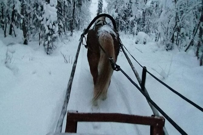 Rovaniemi Reindeer Sleigh Ride