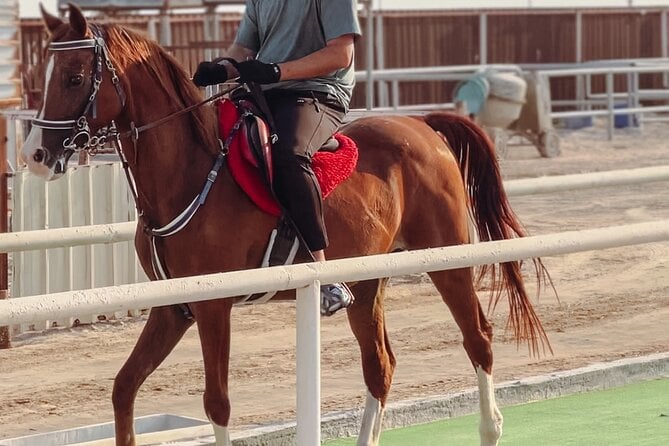 Doha Desert Horse Riding
