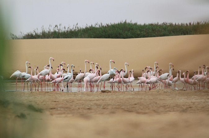 Namib Desert Tour: Dunes & Stargazing