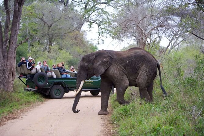 Kapama River Lodge Safari