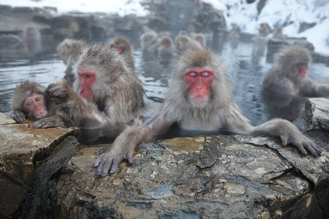 Jigokudani Monkey Park Day Trip