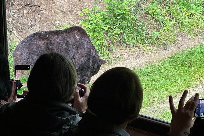 Brown Bear Watching in Brasov