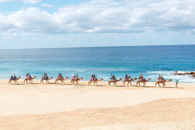 Cabo San Lucas Camel Ride Adventure