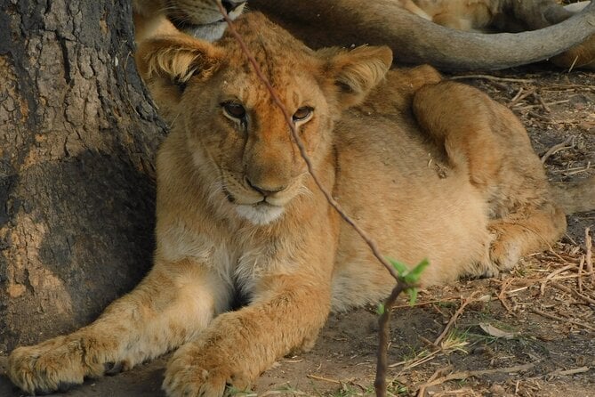 Akagera National Park Safari