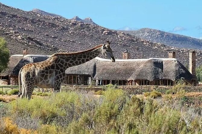 Aquila Game Reserve Safari