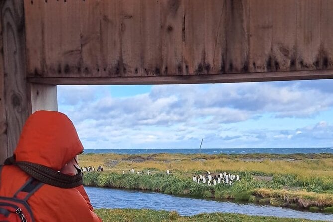 King Penguin Park Tour