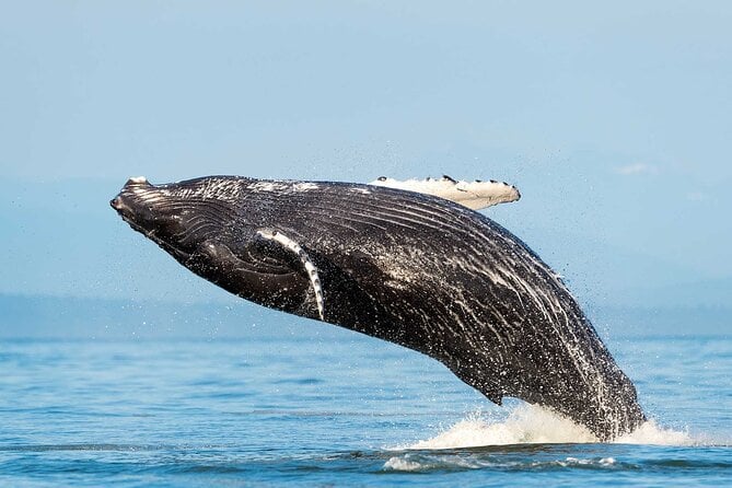 Spot Marine Mammals
