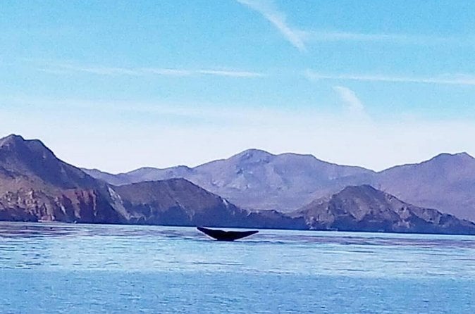 Loreto Whale Watching