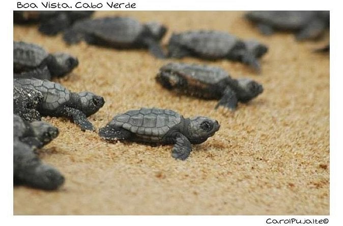 Boa Vista Turtle Watching