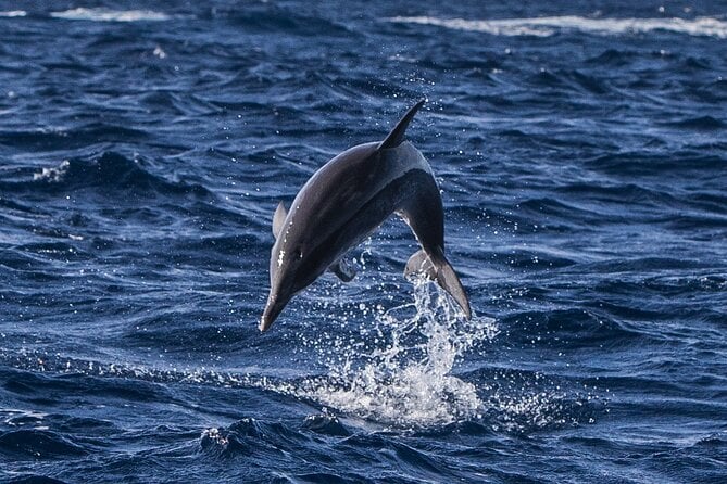 Terceira Island Whale Watching