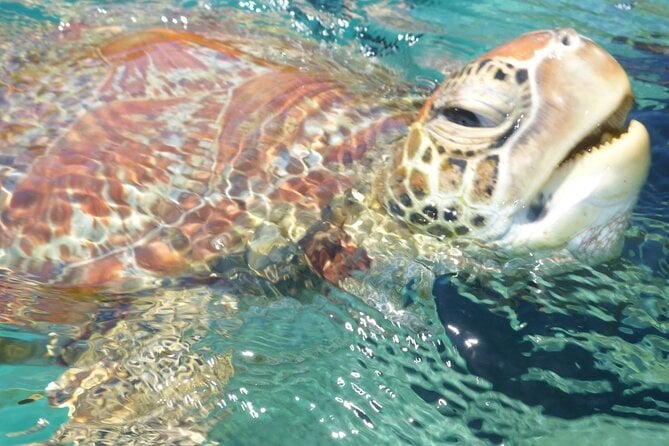Kayak & Spot Sea Turtles