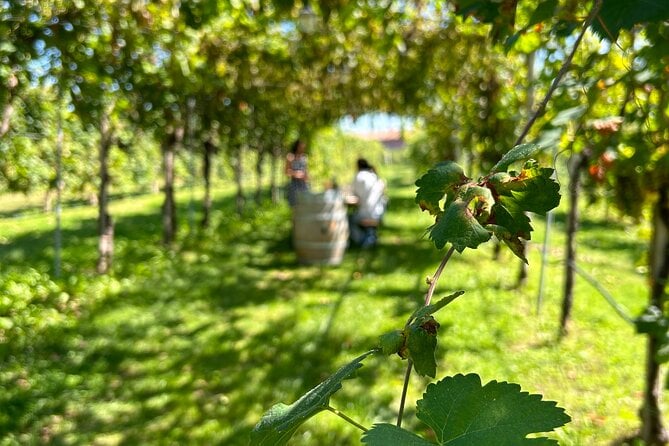 Prosecco Hills Tour