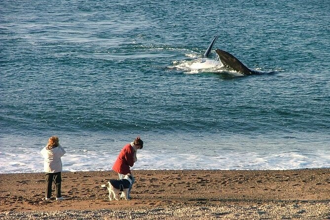 El Doradillo Whale Watching