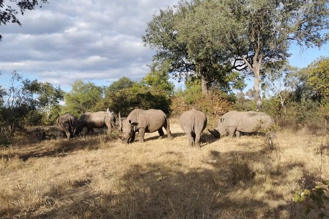 Livingstone White Rhino Safari