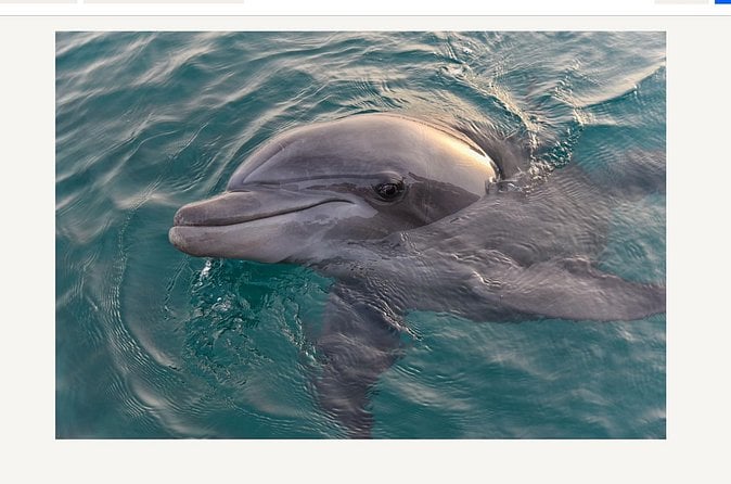 Orange Beach Dolphin Cruise