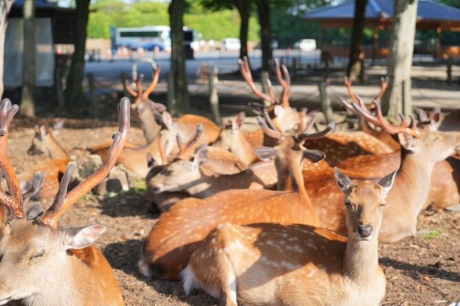 Nara Walking Tour