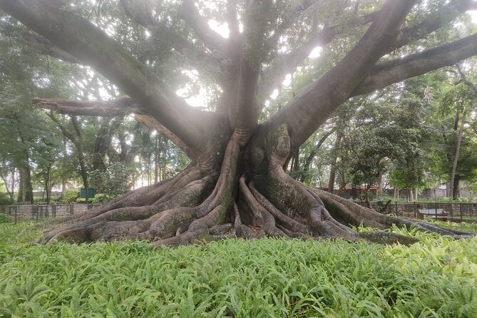 Lalbagh Botanical Garden Tour