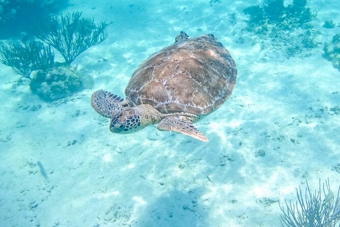 Akumal Turtle Snorkeling