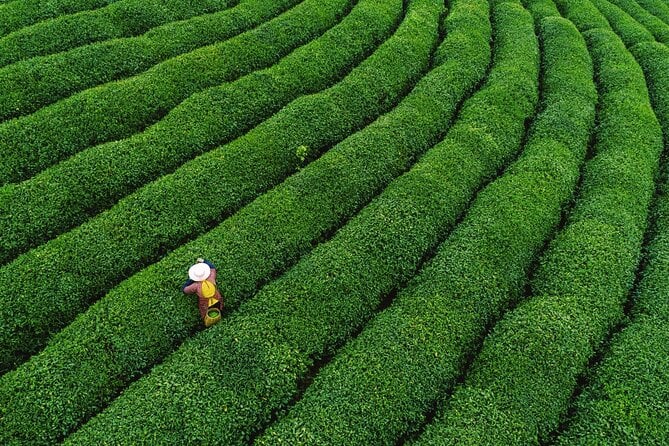 Hangzhou Tea Culture Tour