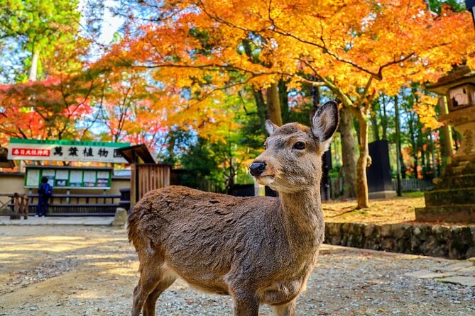 Kyoto & Nara Day Trip