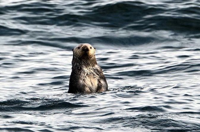Sitka Marine Wildlife Tour