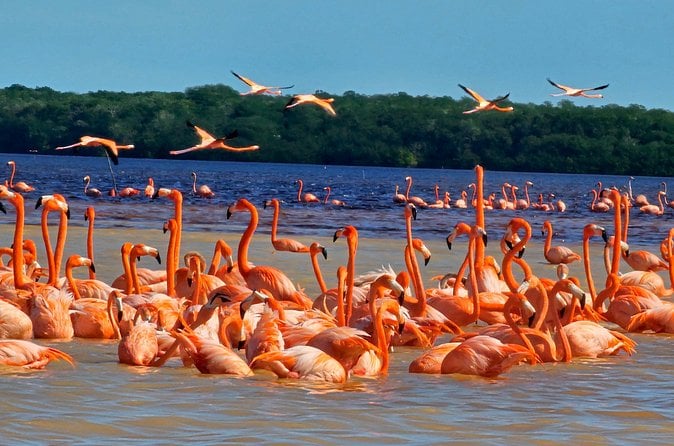 Celestun Biosphere Reserve Tour