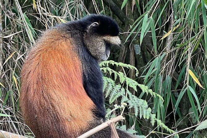 Golden Monkey Trek