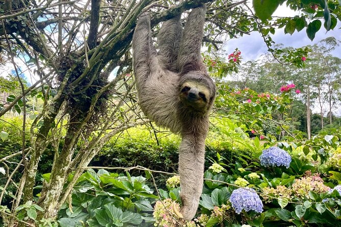 Tijuca Forest Tour: Rio’s Green Escape