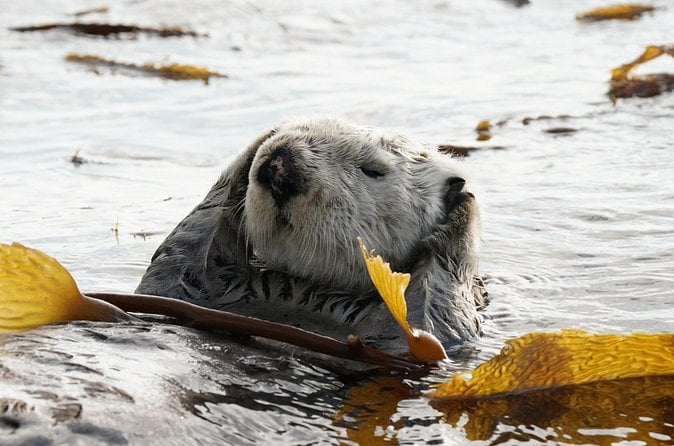 Sitka Whale Watching