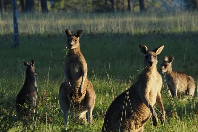 WILD LIFE Sydney Zoo