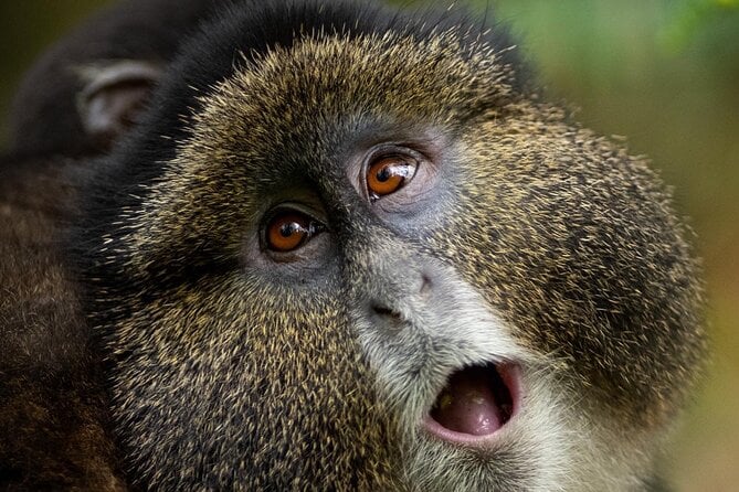 Golden Monkey Trek in Rwanda
