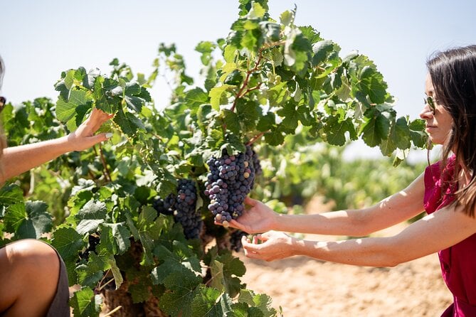 Utiel-Requena Wine Tour