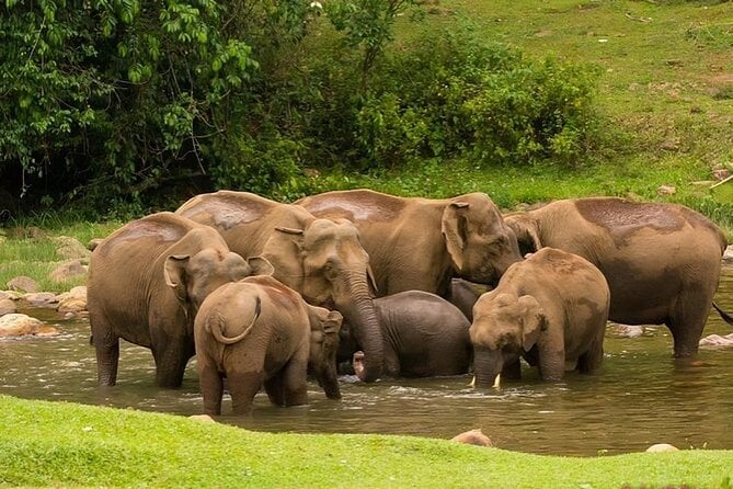 Anakulam Jeep Safari Adventure