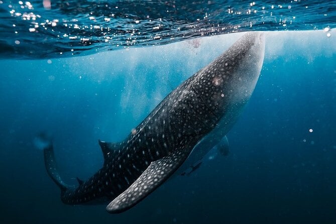 Sumbawa Whale Shark Tour