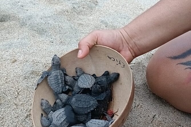Puerto Escondido Turtle Release