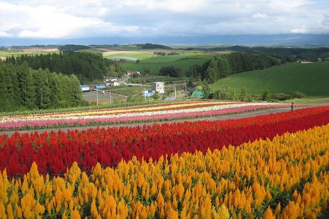 Furano & Biei Private Day Tour