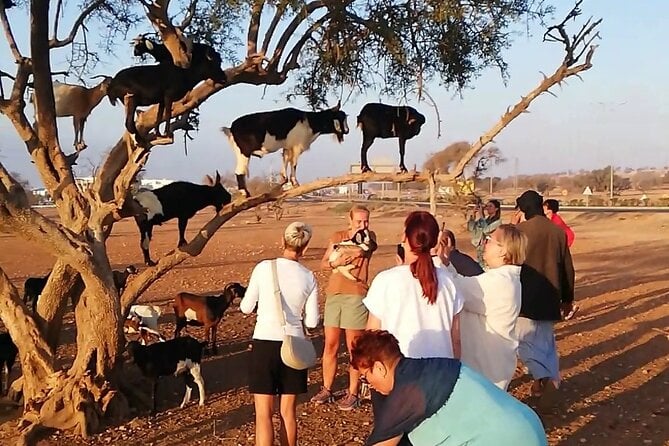 Agadir Goats to the Tree Tour