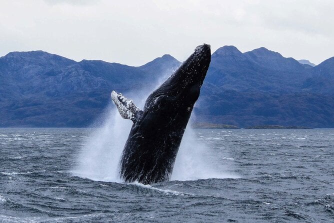 Punta Arenas Whale & Penguin Cruise