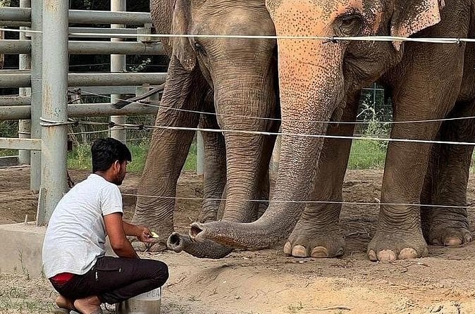 Agra Elephant Sanctuary Tour
