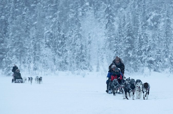 Arctic Dog Sledding in Kiruna