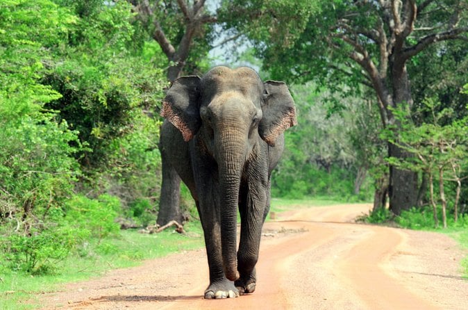 Yala Safari from Galle