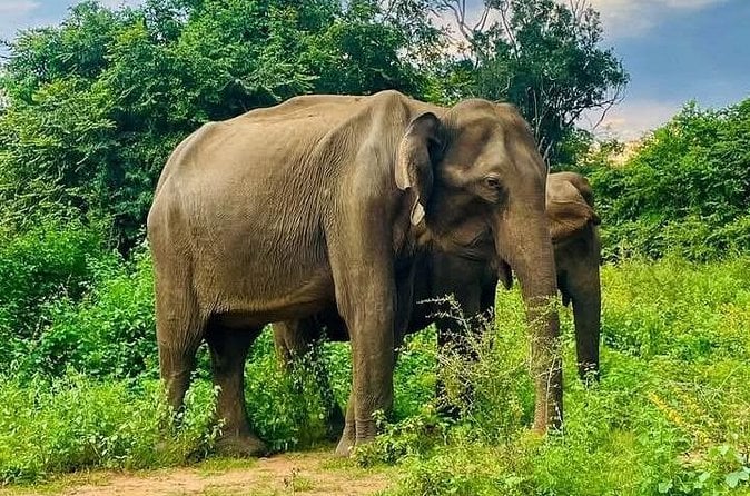 Udawalawe Safari from Galle