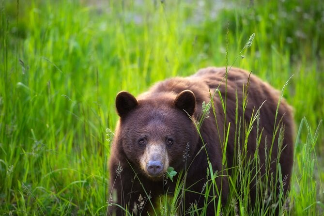 Whistler Bear Tour